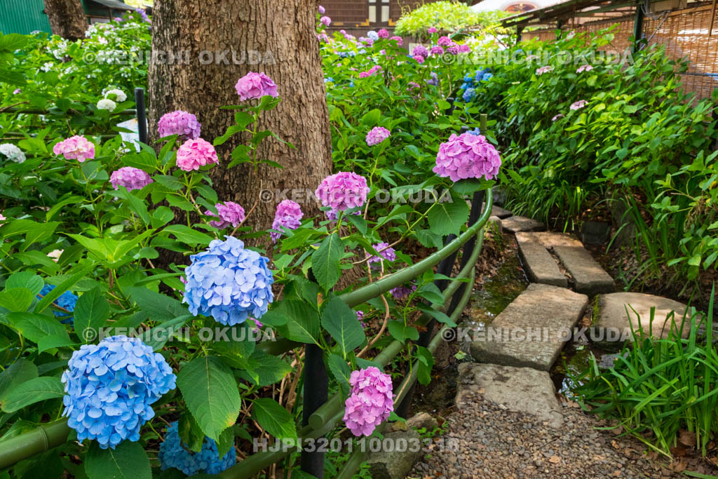 京都府　藤森神社　第一紫陽花苑