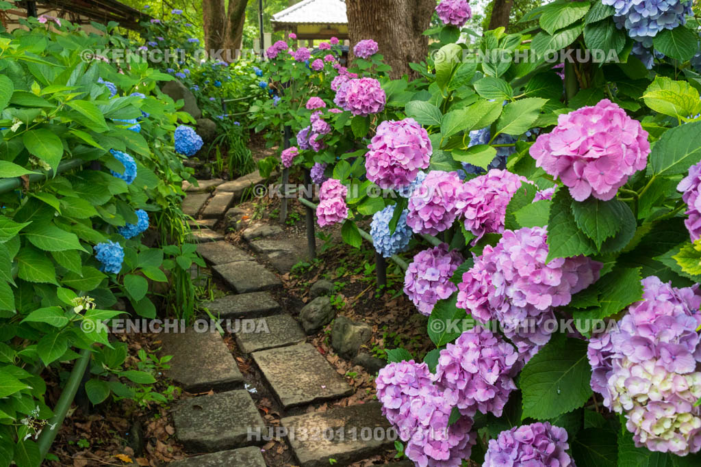 京都府　藤森神社　第一紫陽花苑