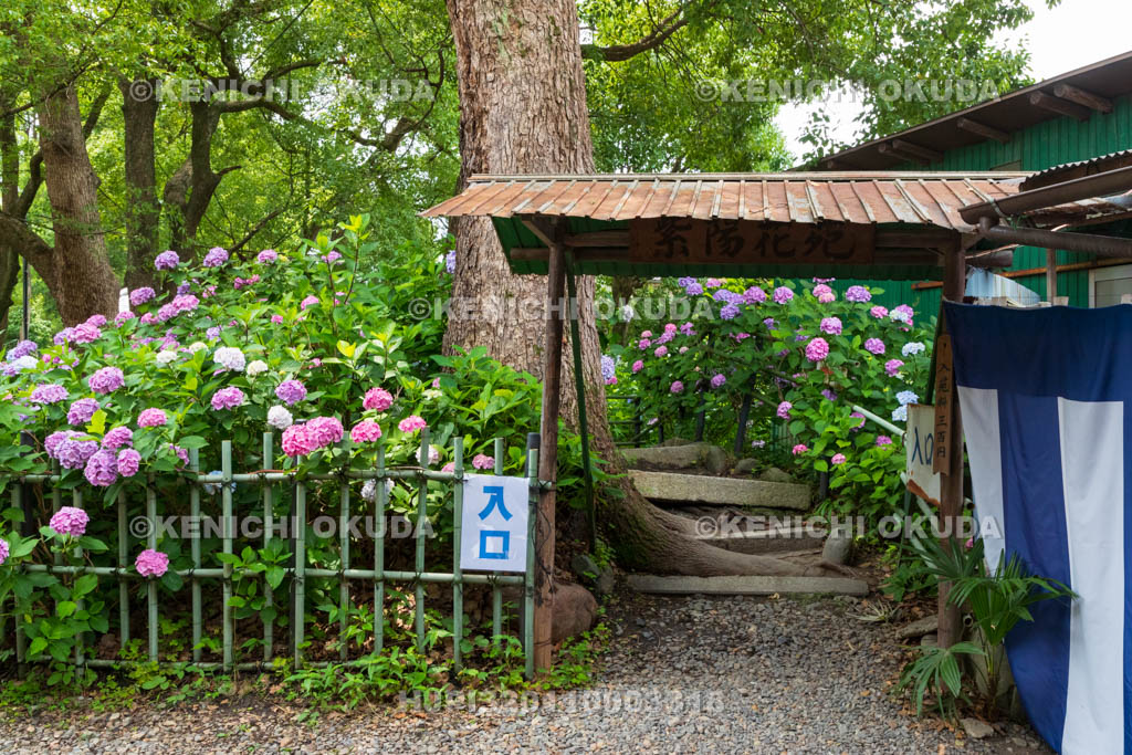 京都府　藤森神社　第一紫陽花苑