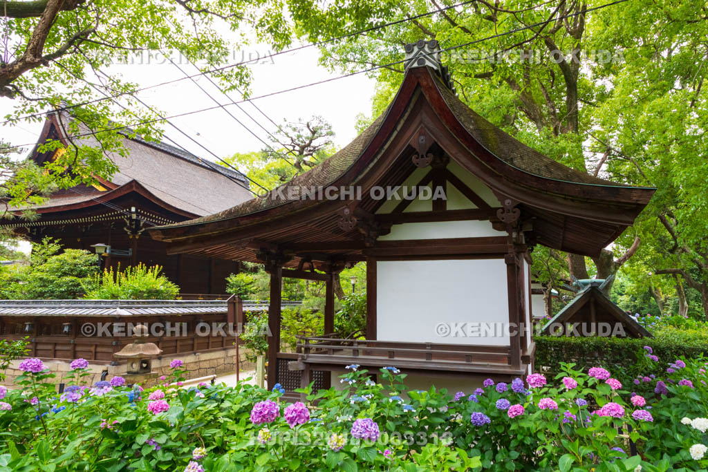 京都府　藤森神社　第二紫陽花苑