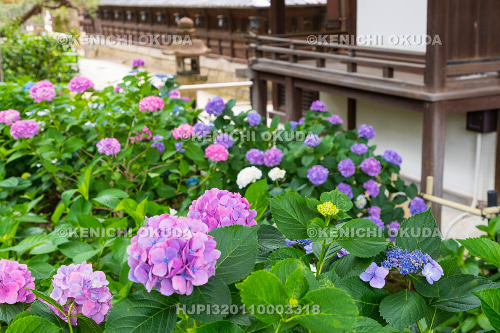 京都府　藤森神社　第二紫陽花苑