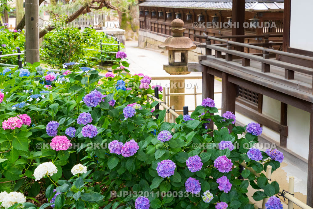 京都府　藤森神社　第二紫陽花苑