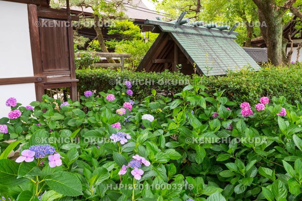 京都府　藤森神社　第二紫陽花苑