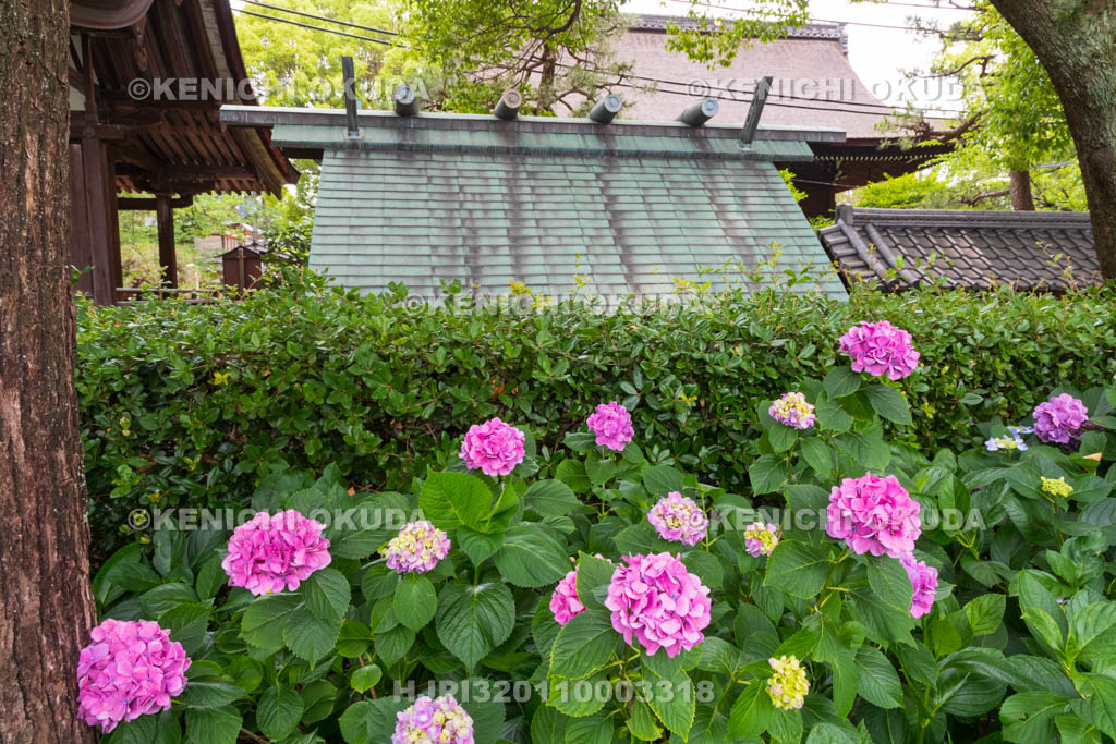 京都府　藤森神社　第二紫陽花苑