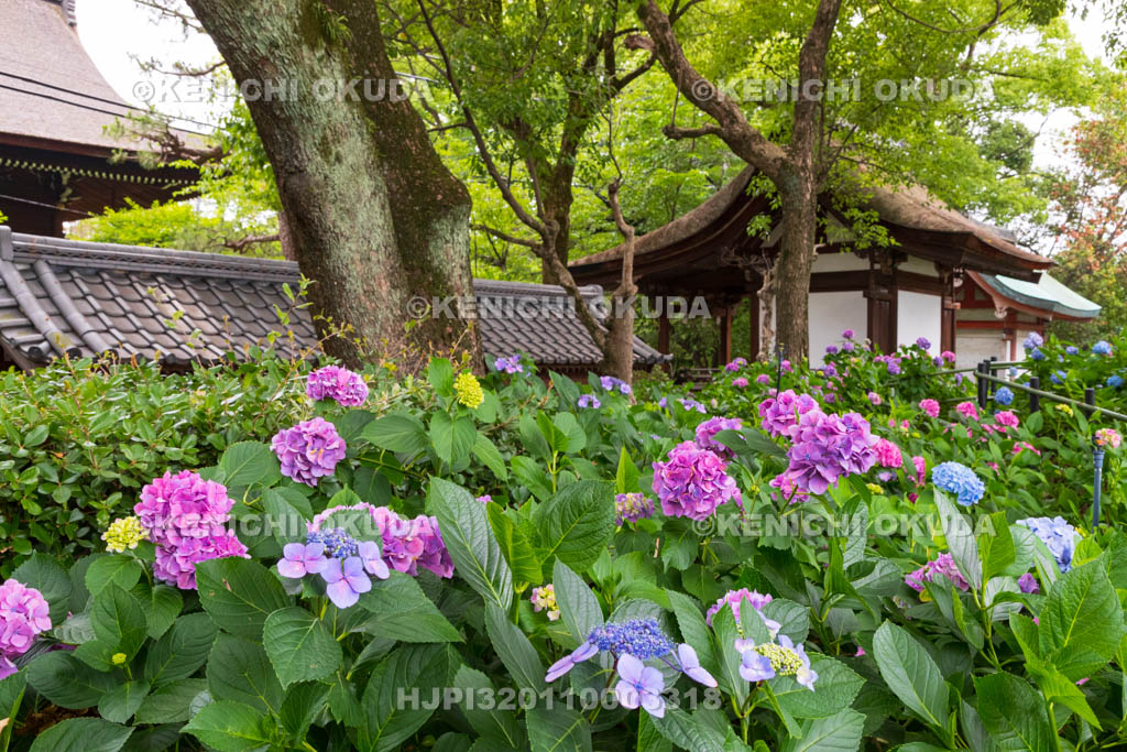 京都府　藤森神社　第二紫陽花苑