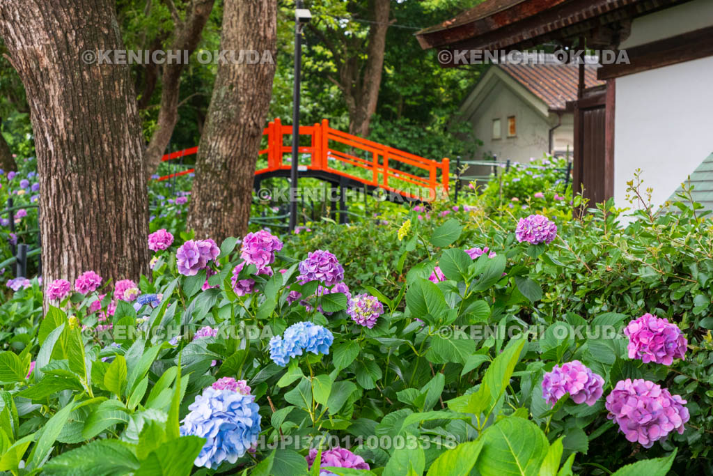 京都府　藤森神社　第二紫陽花苑
