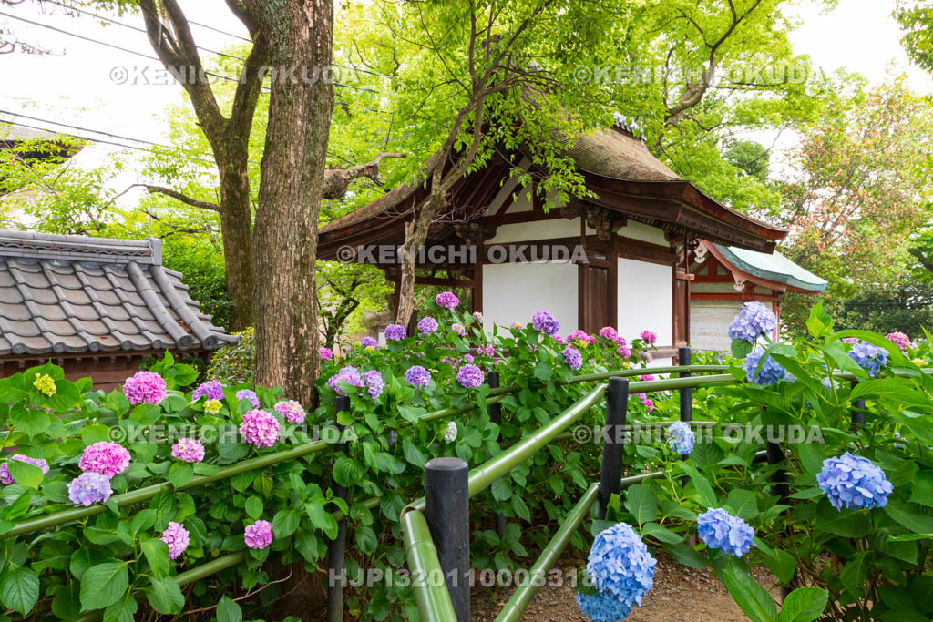 京都府　藤森神社　第二紫陽花苑