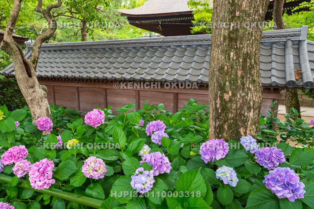 京都府　藤森神社　第二紫陽花苑