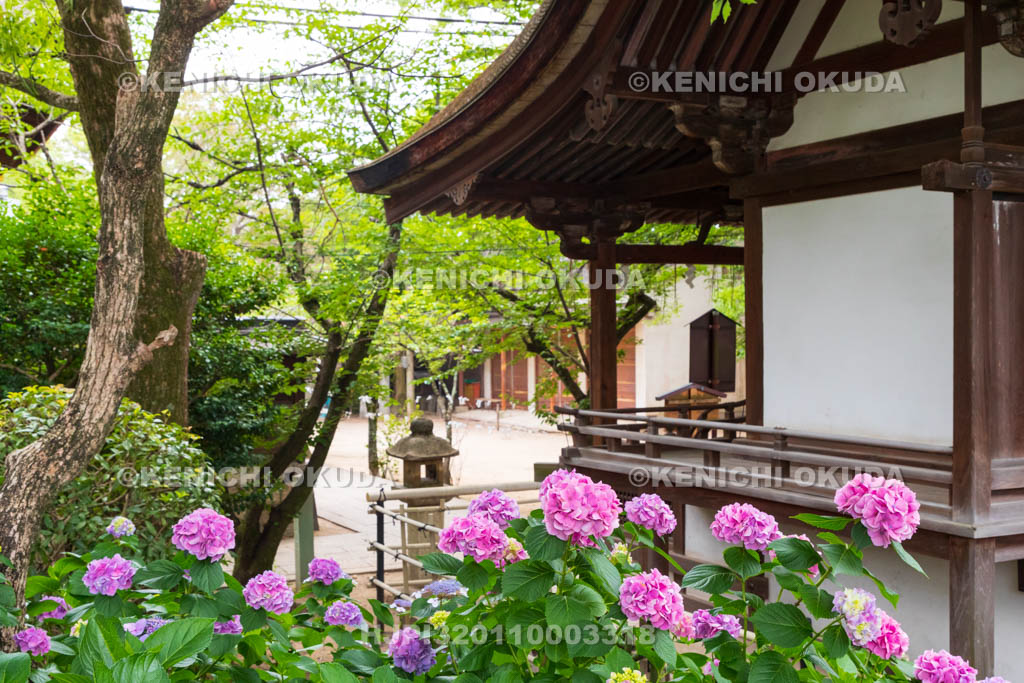京都府　藤森神社　第二紫陽花苑