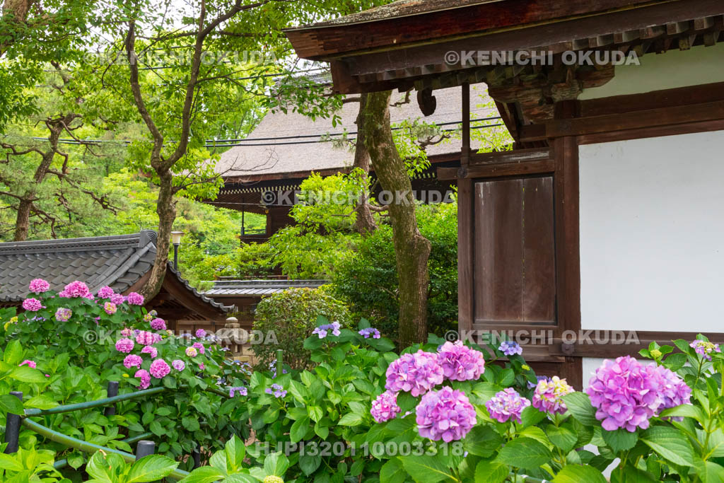 京都府　藤森神社　第二紫陽花苑