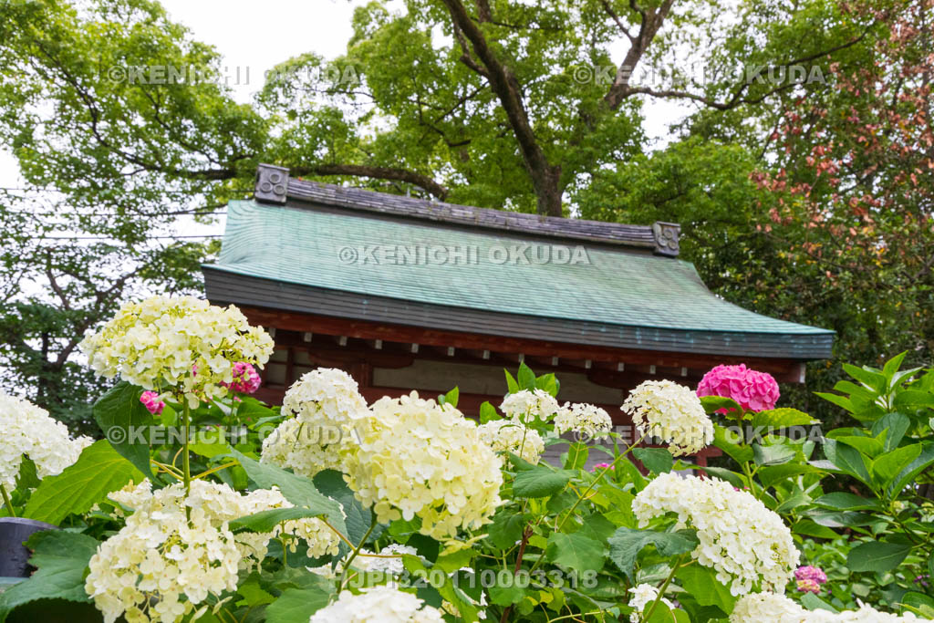 京都府　藤森神社　第二紫陽花苑