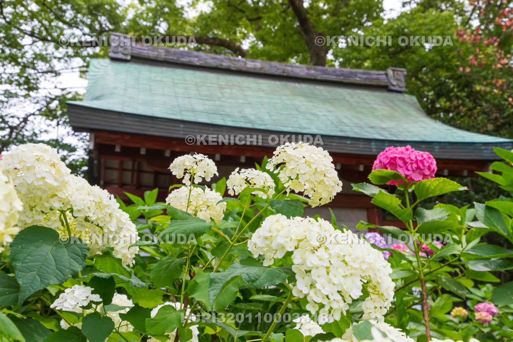 京都府　藤森神社　第二紫陽花苑