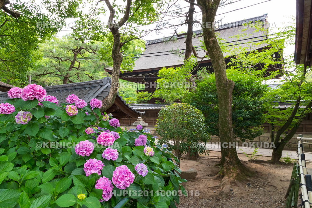 京都府　藤森神社　第二紫陽花苑