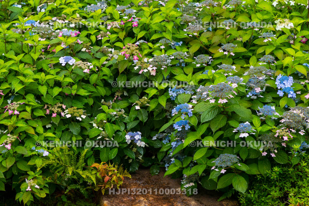 京都府　建仁寺塔頭　霊源院　甘露庭の甘茶