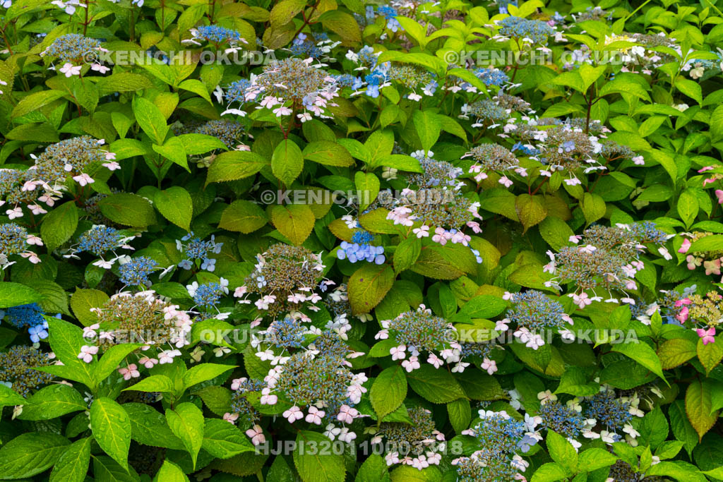 京都府　建仁寺塔頭　霊源院　甘露庭の甘茶