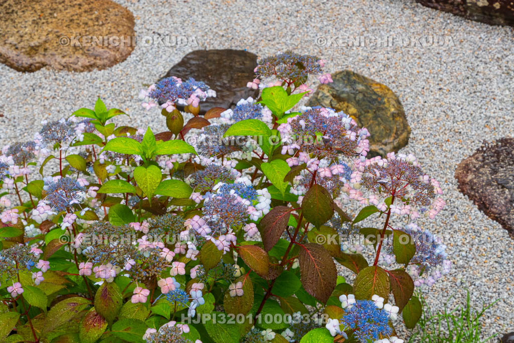 京都府　建仁寺塔頭　霊源院　甘露庭の甘茶