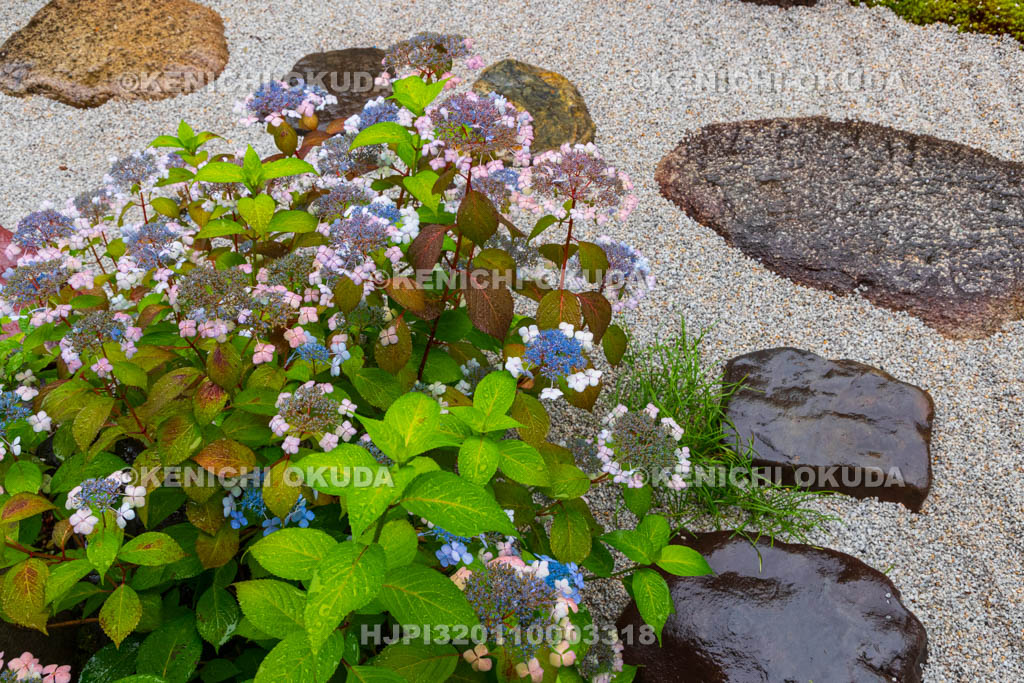 京都府　建仁寺塔頭　霊源院　甘露庭の甘茶