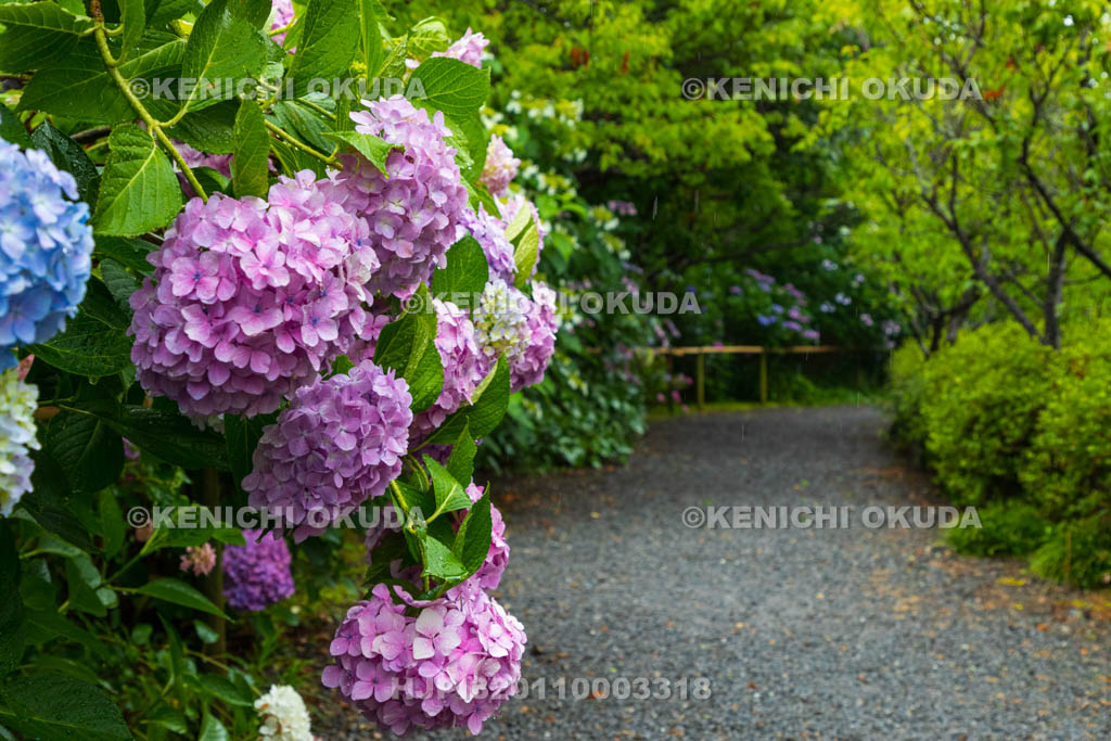 京都府　梅宮大社　神苑のアジサイ