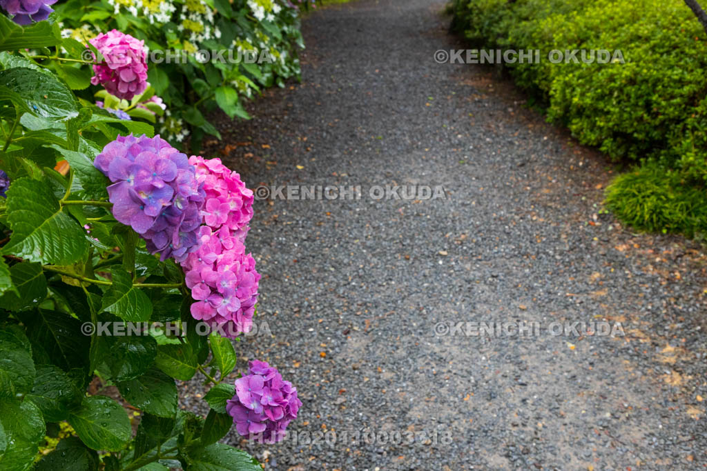 京都府　梅宮大社　神苑のアジサイ