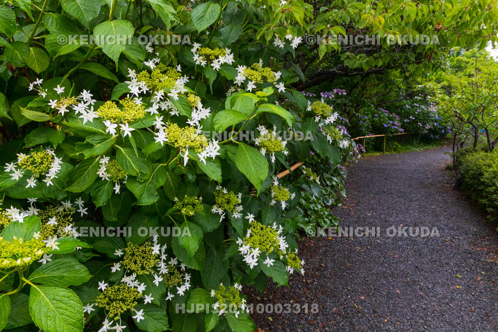 京都府　梅宮大社　神苑のアジサイ