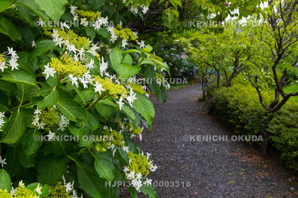 京都府　梅宮大社　神苑のアジサイ