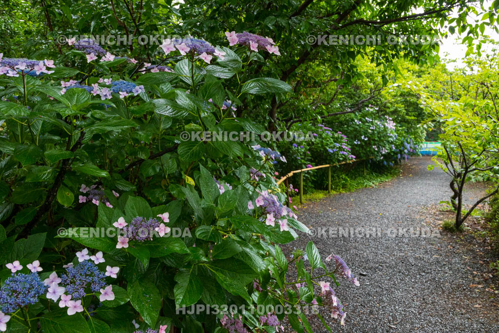 京都府　梅宮大社　神苑のアジサイ