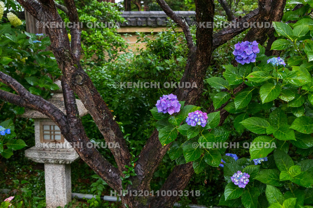 京都府　梅宮大社　神苑のアジサイ