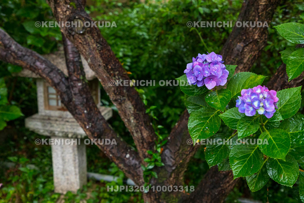 京都府　梅宮大社　神苑のアジサイ