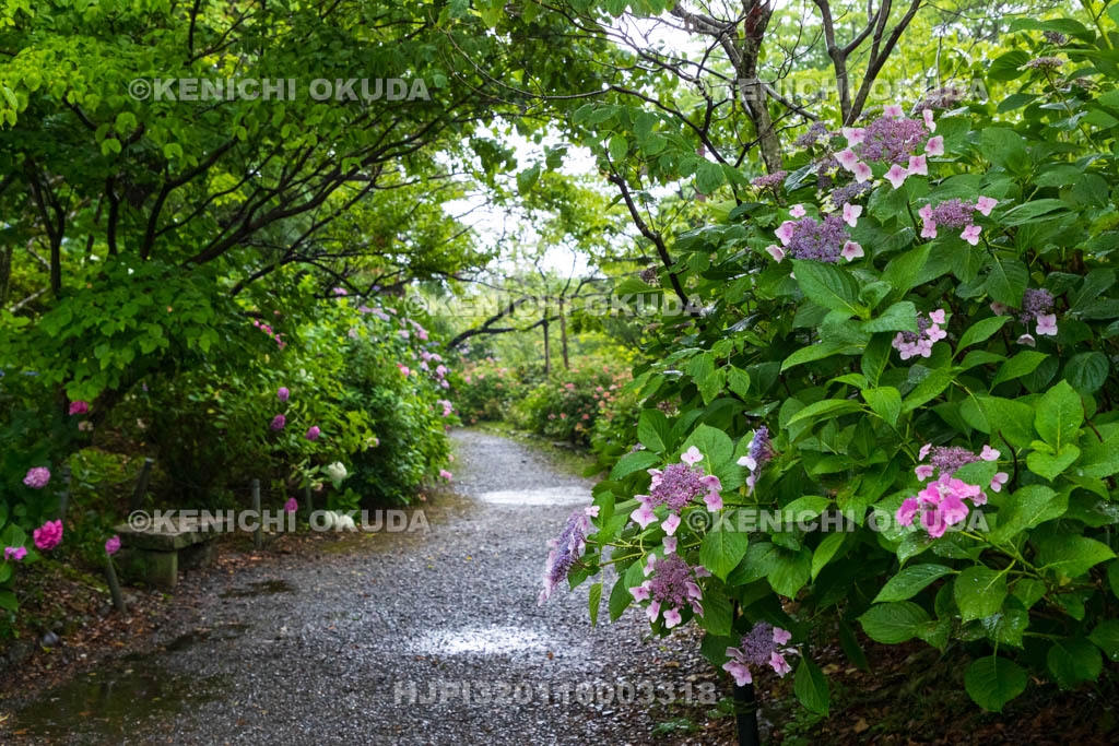京都府　梅宮大社　神苑のアジサイ