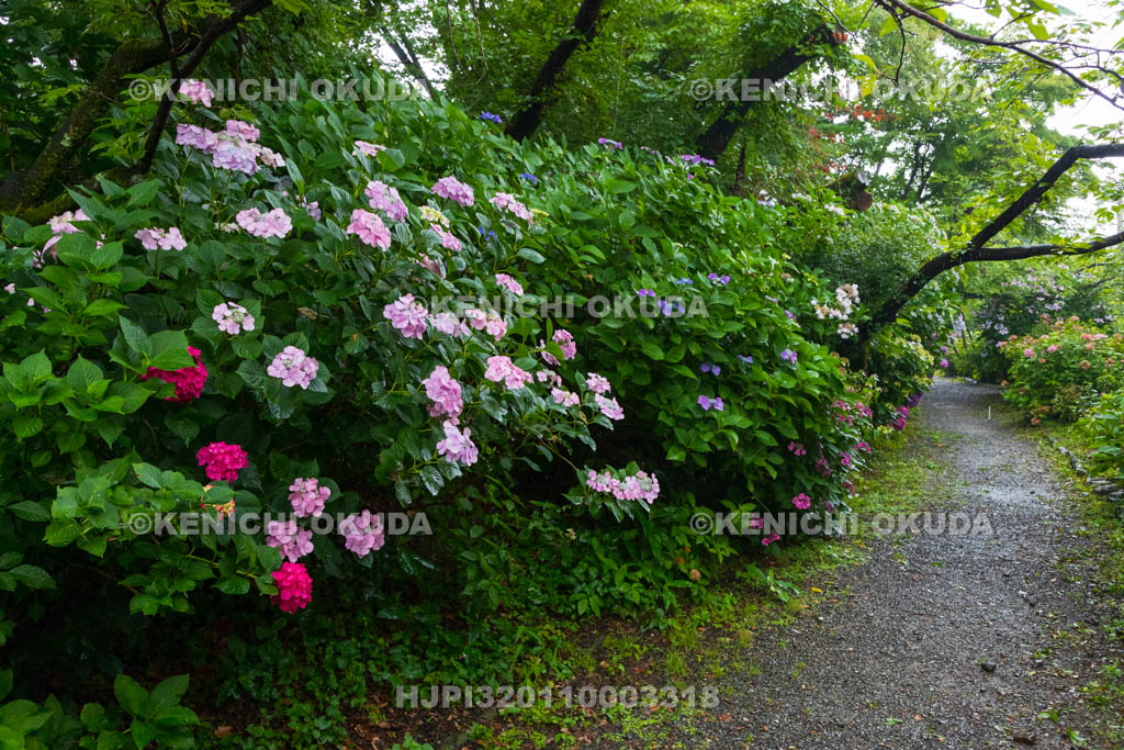 京都府　梅宮大社　神苑のアジサイ