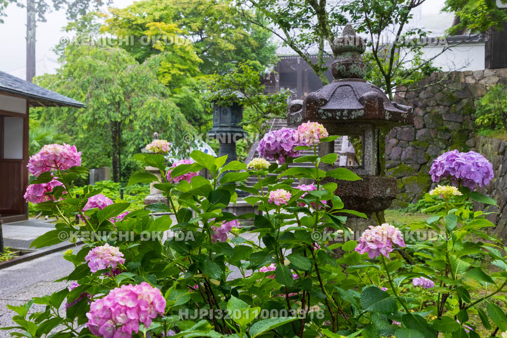 京都府　善峯寺　参道のアジサイ