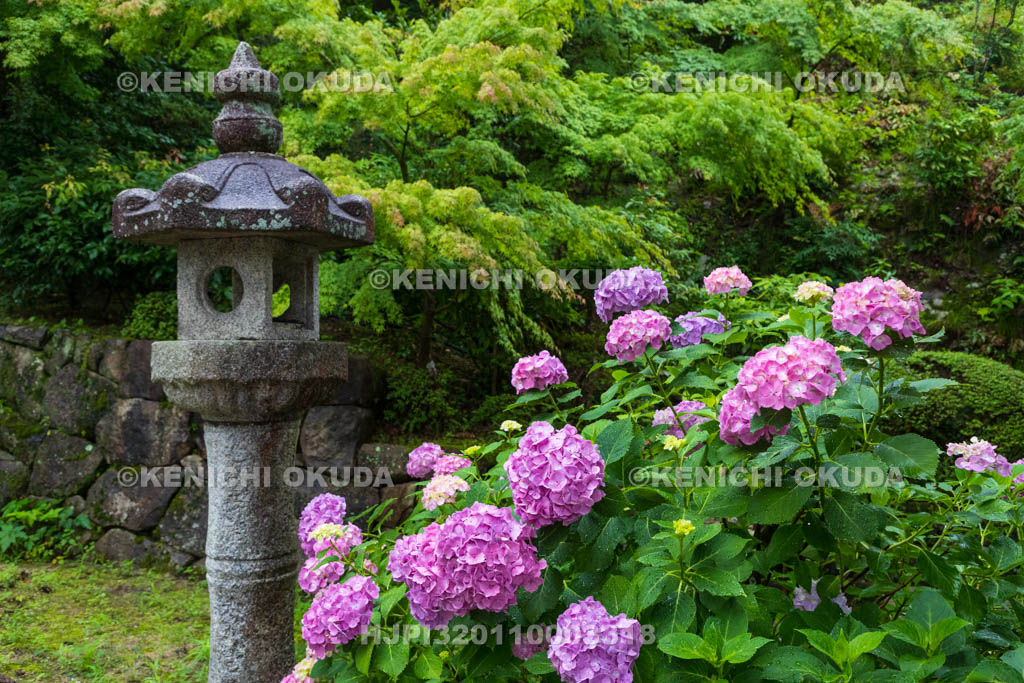 京都府　善峯寺　参道のアジサイ