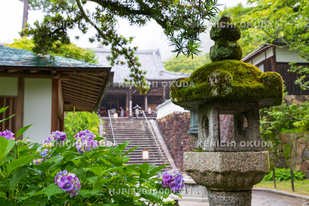 京都府　善峯寺　参道のアジサイ