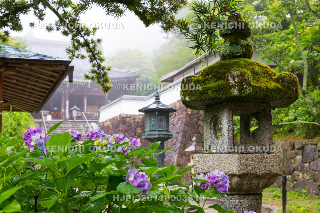 京都府　善峯寺　参道のアジサイ
