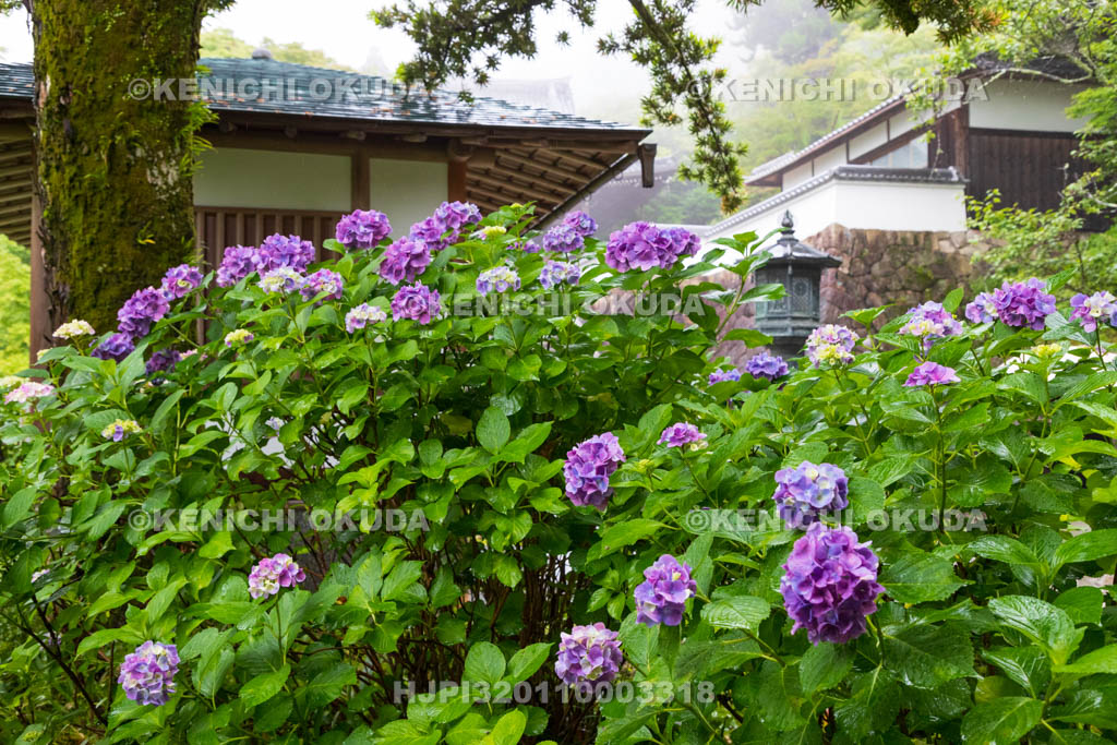 京都府　善峯寺　参道のアジサイ