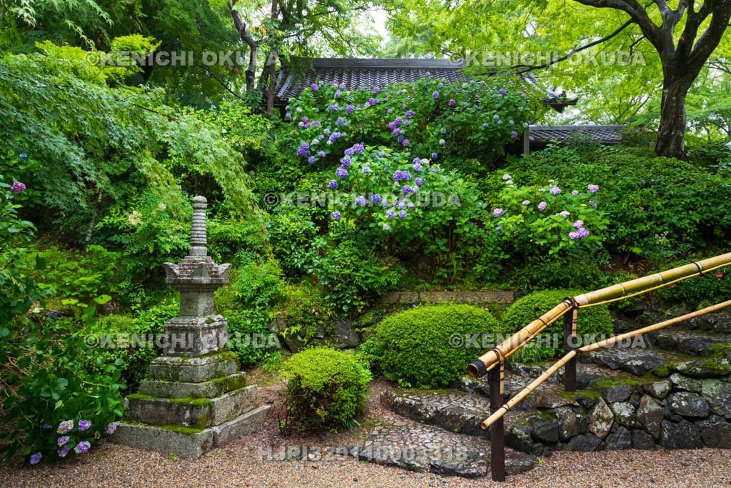 京都府　善峯寺　アジサイ