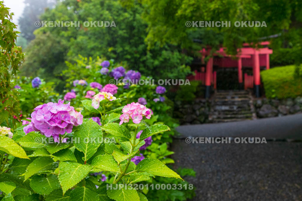 京都府　善峯寺　アジサイと稲荷社