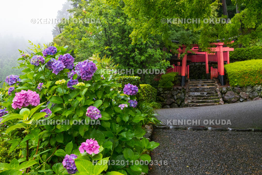 京都府　善峯寺　アジサイと稲荷社