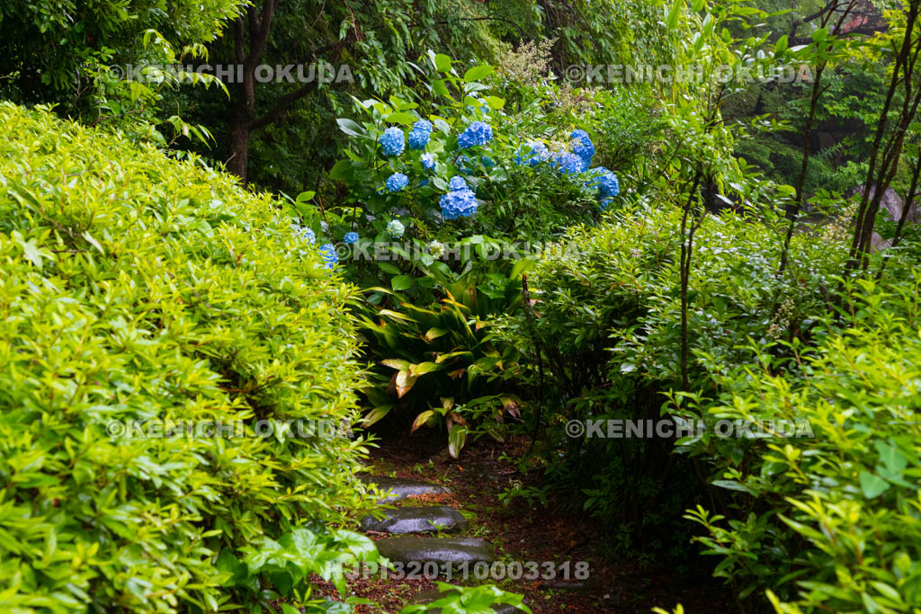 京都府　善峯寺　蓮華寿院旧跡庭のアジサイ