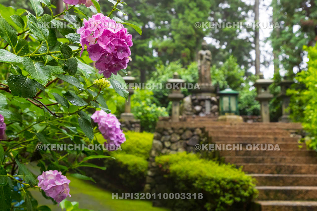 京都府　善峯寺　アジサイ