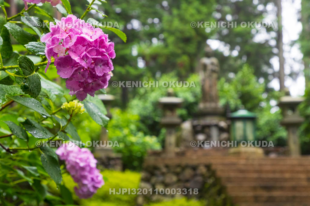 京都府　善峯寺　アジサイ