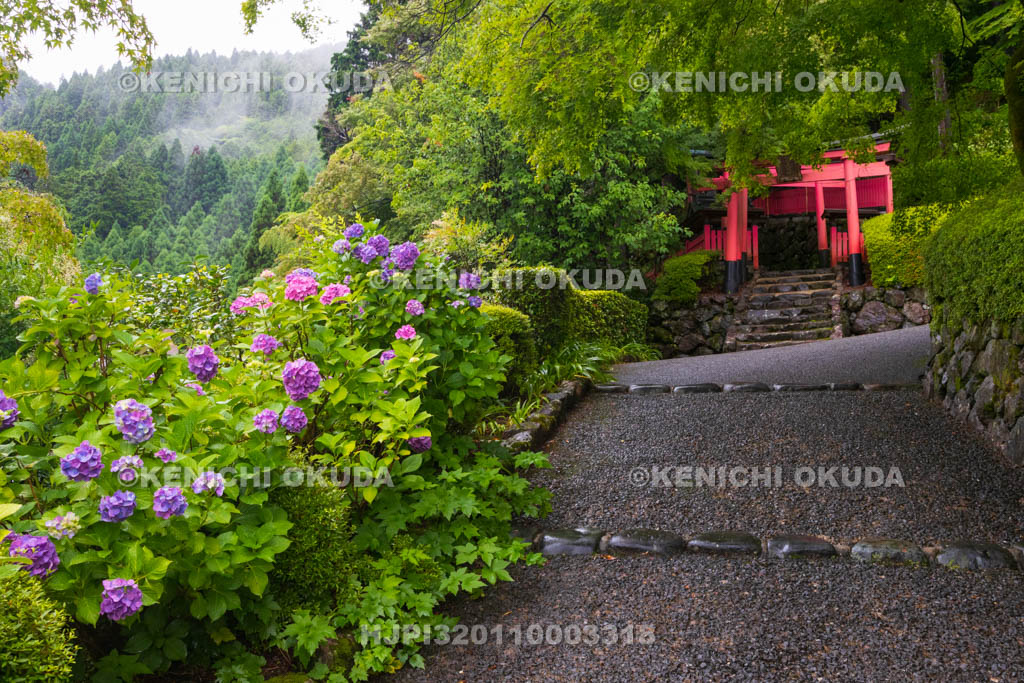 京都府　善峯寺　アジサイと稲荷社