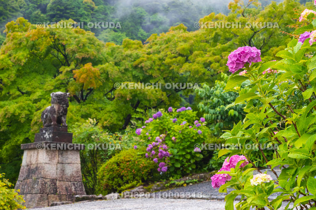 京都府　善峯寺　アジサイと稲荷社参道