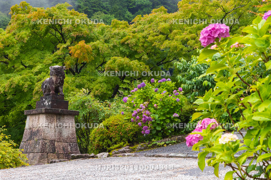京都府　善峯寺　アジサイと稲荷社参道