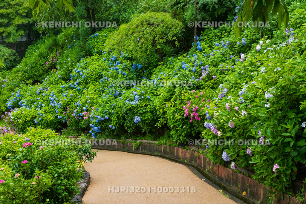 京都府　善峯寺　白山・桜あじさい苑　アジサイ