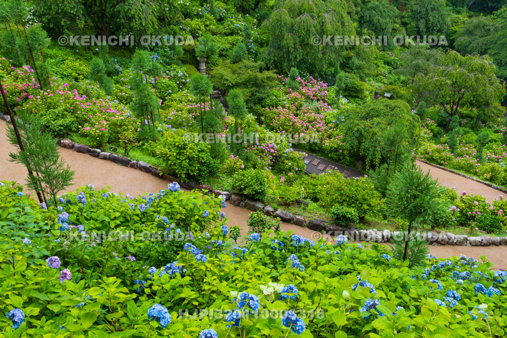 京都府　善峯寺　白山・桜あじさい苑　アジサイ