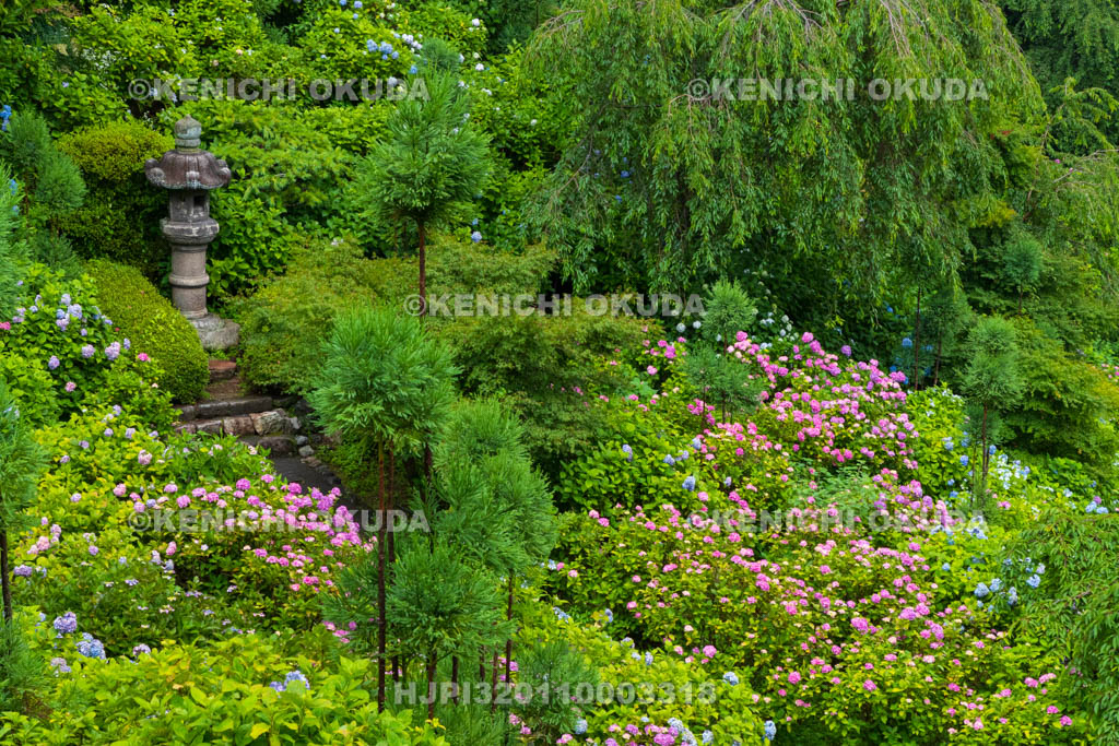 京都府　善峯寺　白山・桜あじさい苑　アジサイ