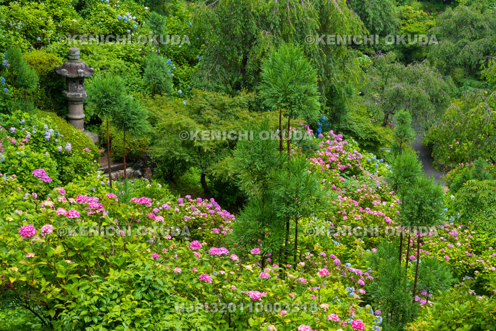 京都府　善峯寺　白山・桜あじさい苑　アジサイ