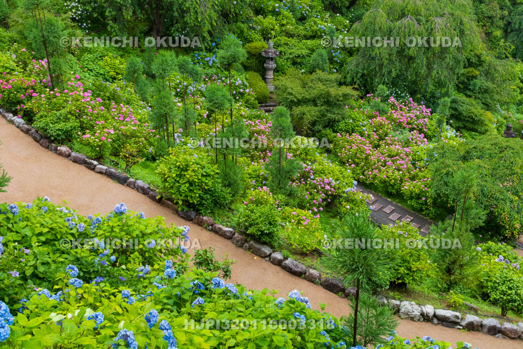 京都府　善峯寺　白山・桜あじさい苑　アジサイ
