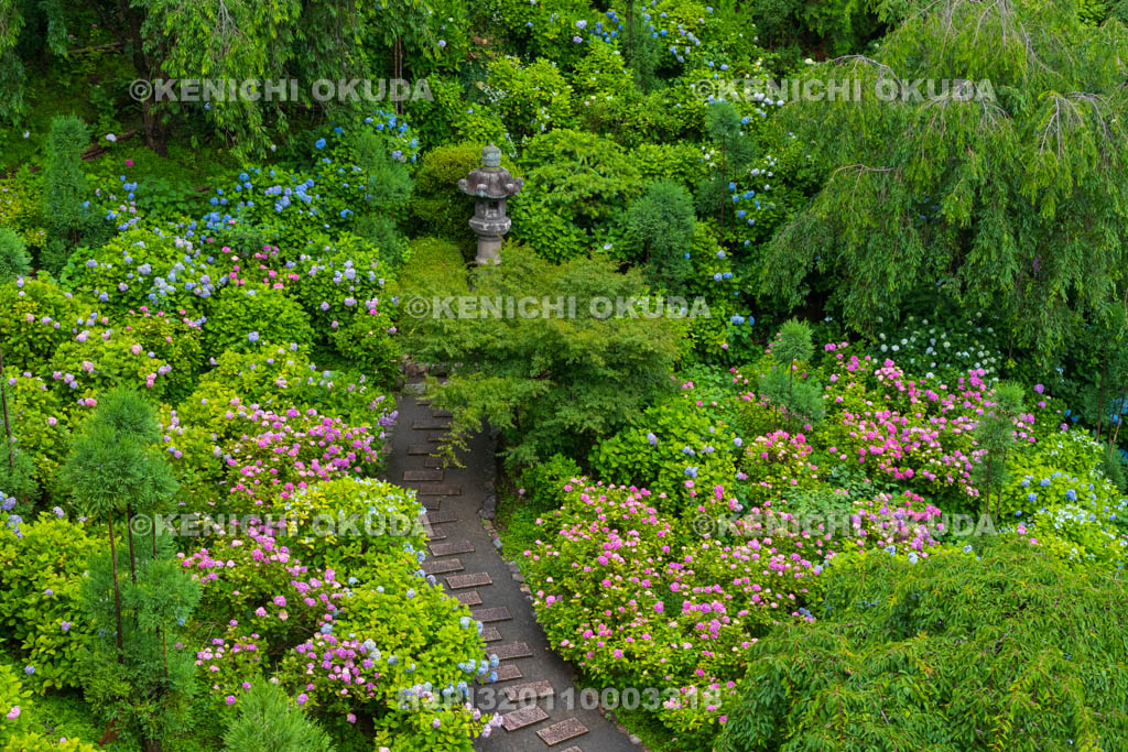 京都府　善峯寺　白山・桜あじさい苑　アジサイ